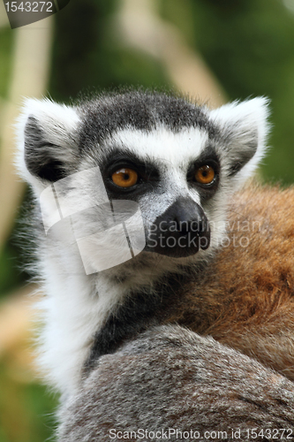 Image of lemur monkey