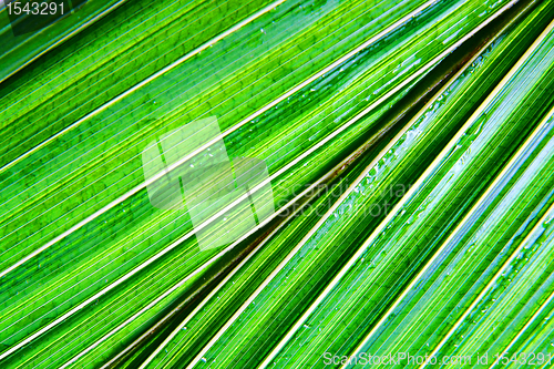 Image of green palm leaf background