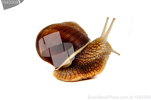 Image of snail isolated on the white background