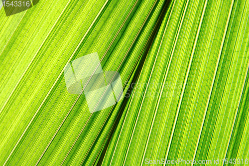 Image of green palm leaf background