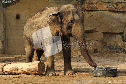 Image of elephant