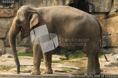 Image of elephant