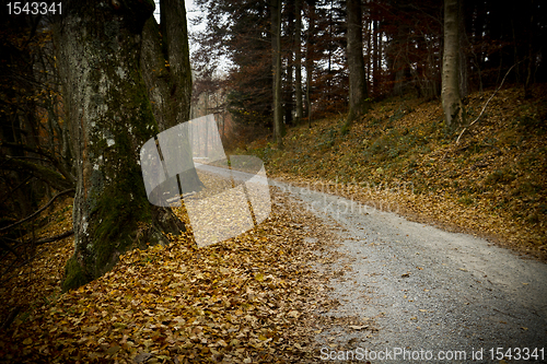 Image of path in german forest