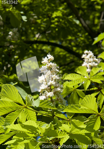 Image of chestnut blossoms vertical