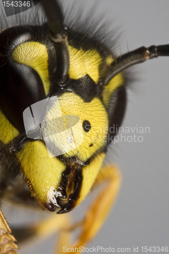 Image of head of wasp in grey background