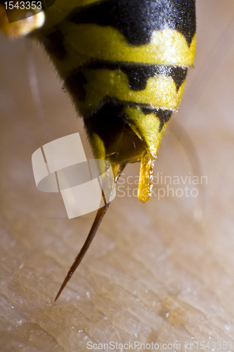 Image of back of wasp in closeup