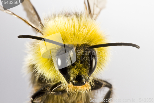 Image of bumblebee in close up