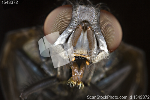 Image of head of house fly in close up