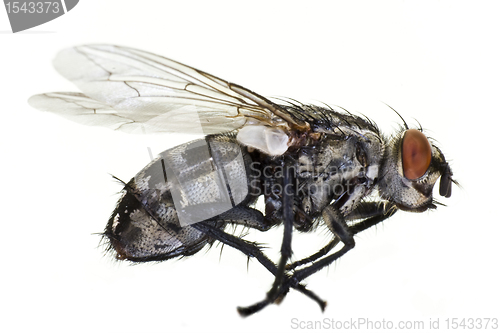 Image of dead horse fly in close up