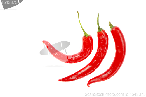 Image of Three thin elongated hot red chili pepper isolated 