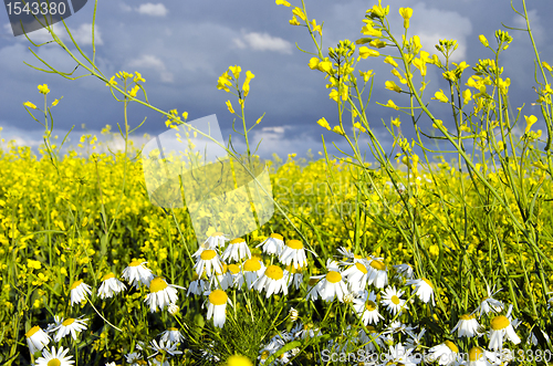 Image of Rape field and chamomile marguerite closeup 