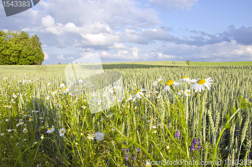 Image of Agricultural field plant wheat rye grains daisy 