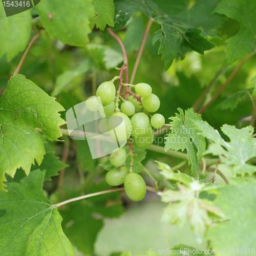 Image of Grape picture
