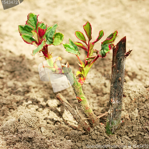 Image of Rose sprouts in spring