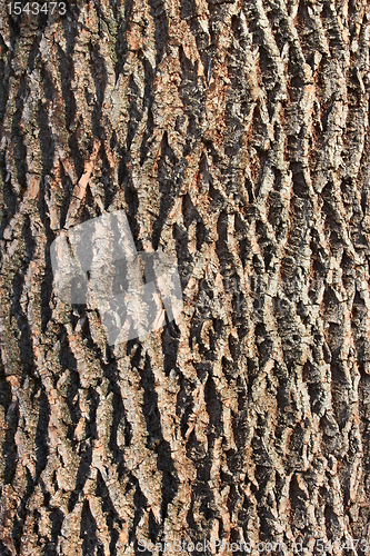 Image of Bark of old tree