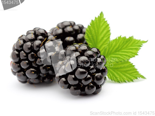 Image of Blackberry with leaves