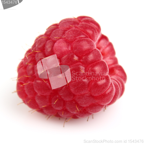 Image of One fresh raspberry