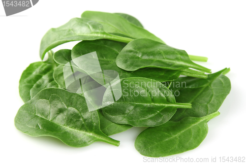 Image of Spinach in closeup