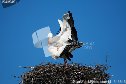 Image of pair of storks