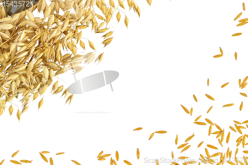 Image of Frame from the stems and grains of oats on white background