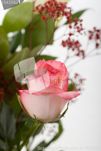 Image of rose
