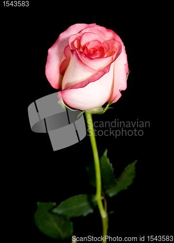 Image of single rose on black