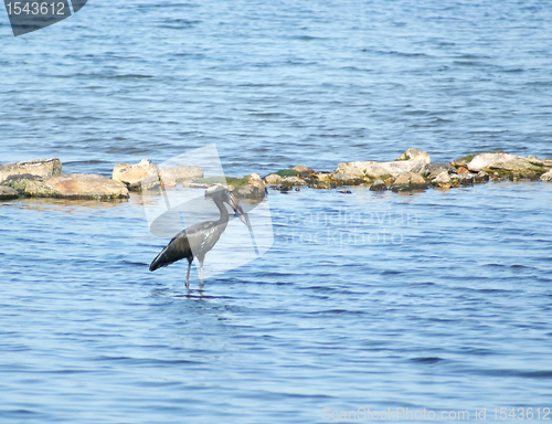 Image of African Openbill in water scenery