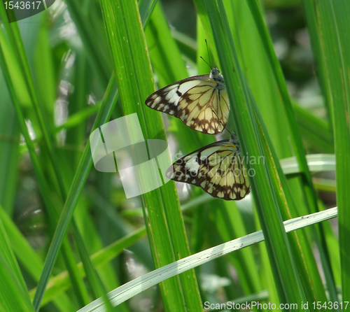 Image of butterflies in sunny ambiance