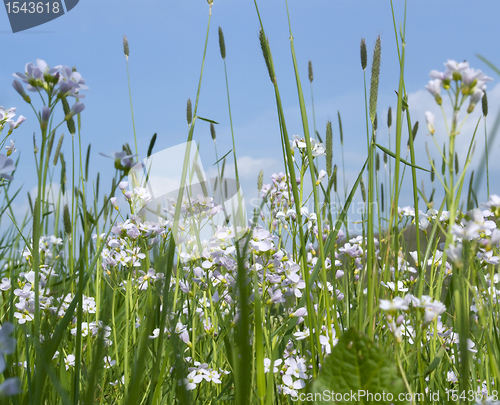 Image of spring meadow detail with blue sky