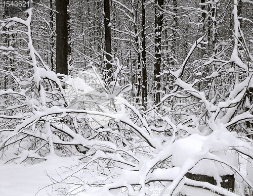 Image of winter forest