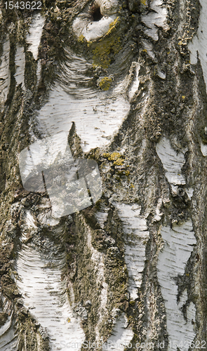 Image of birch bark detail