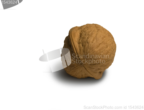 Image of walnut