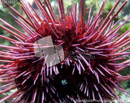 Image of Sea urchin detail