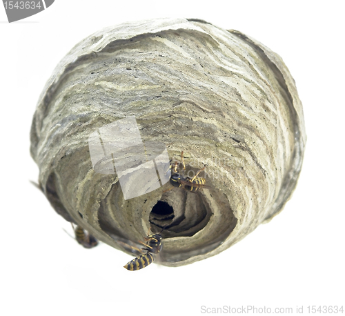 Image of waspÂ´s nest