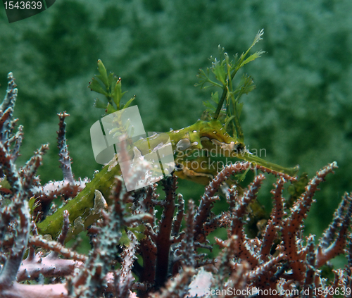 Image of camouflaged Weedy sea dragon