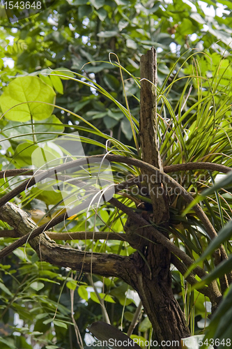 Image of jungle vegetation