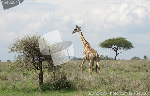 Image of Giraffe in the savannah