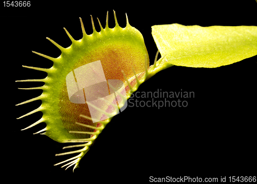 Image of carnivorous plant detail