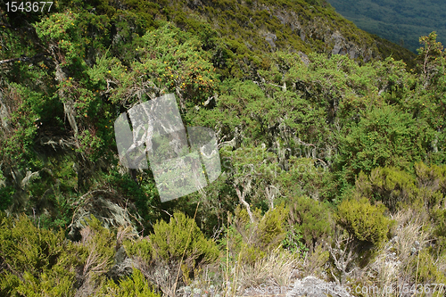Image of vegetation around Mount Muhabura