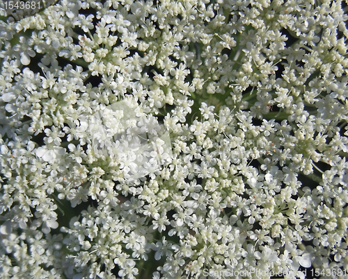 Image of wild carrot flower detail