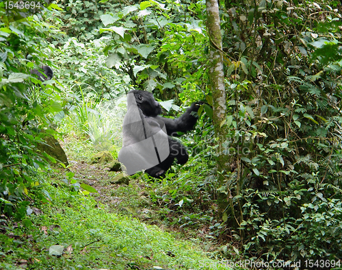Image of Mountain Gorilla in the cloud forest
