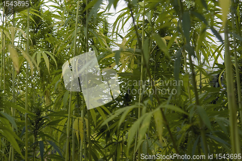 Image of hemp field detail