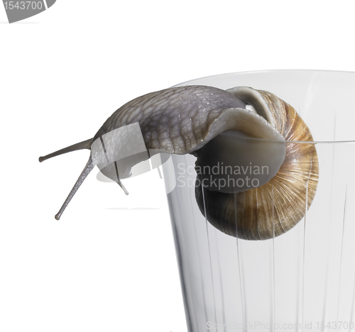 Image of grapevine snail on drinking glass