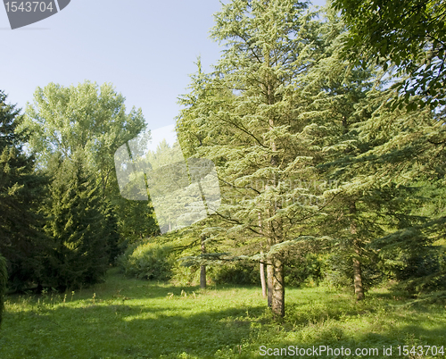 Image of sunny illuminated vegetation in the Liliental