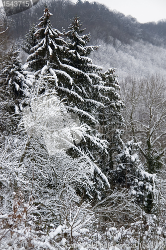 Image of snowy forest detail