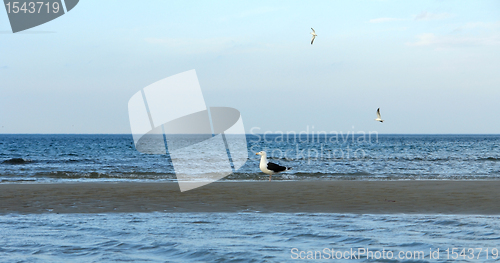 Image of Crane Beach and water bird