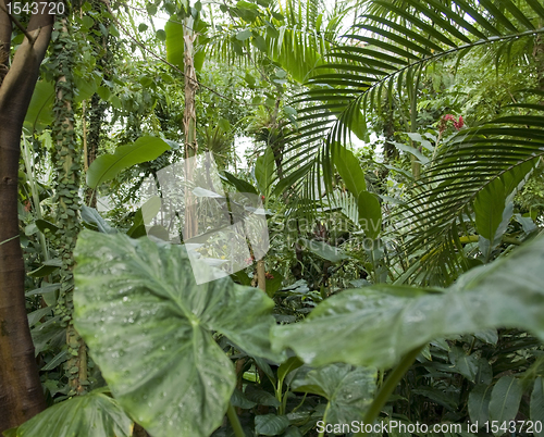 Image of flourish jungle vegetation