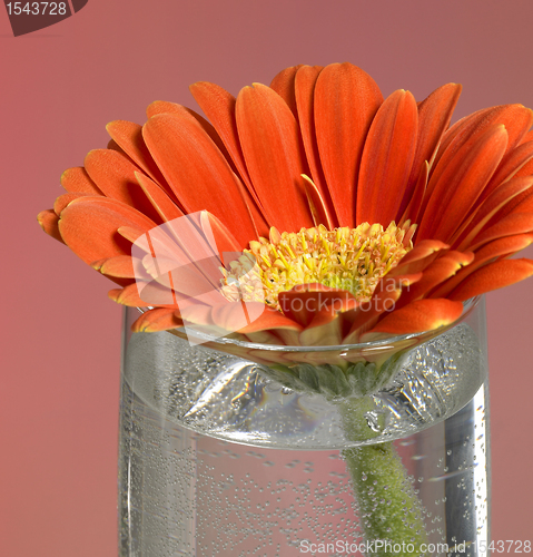 Image of gerbera flower closeup