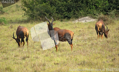 Image of Common Tsessebe in african Savannah