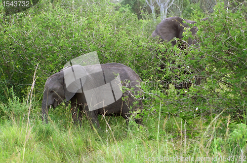 Image of two Elephants at fed